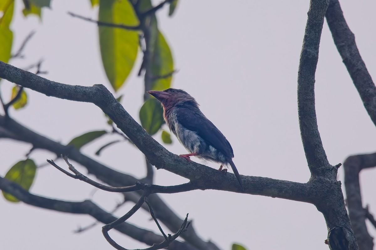 Brown Barbet - ML642948784