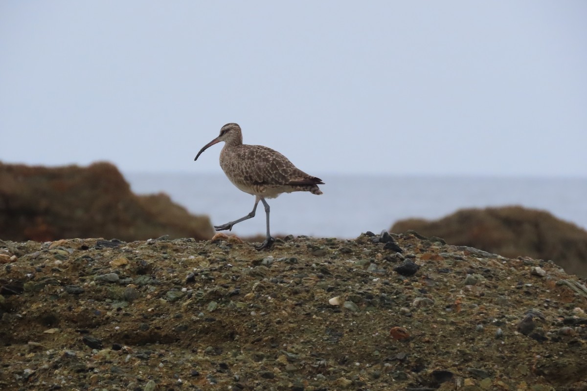 Hudsonian Whimbrel - ML642948786