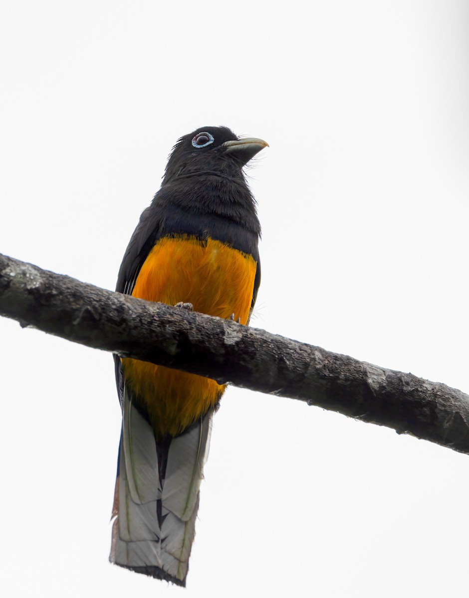 hvithaletrogon - ML642948793