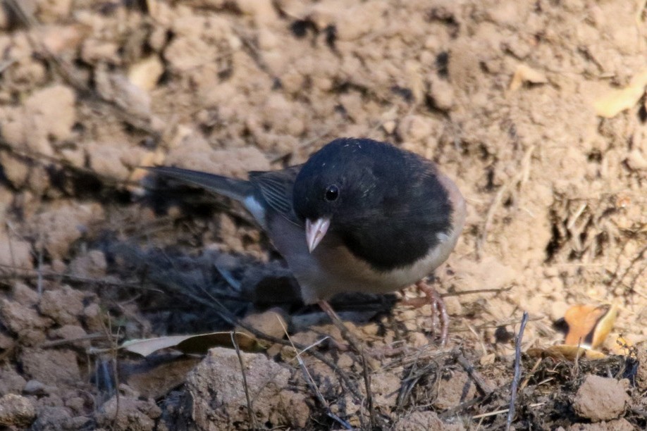Dark-eyed Junco (Oregon) - ML642948797