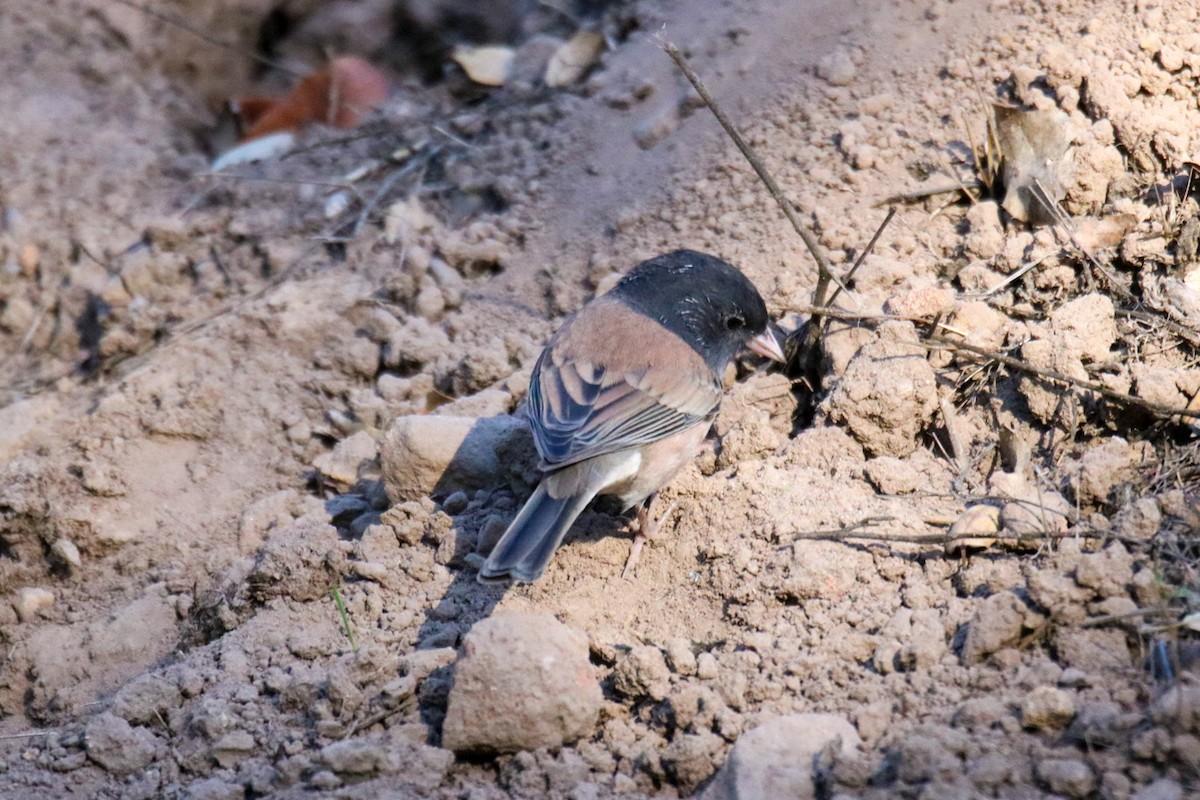Dark-eyed Junco (Oregon) - ML642948799
