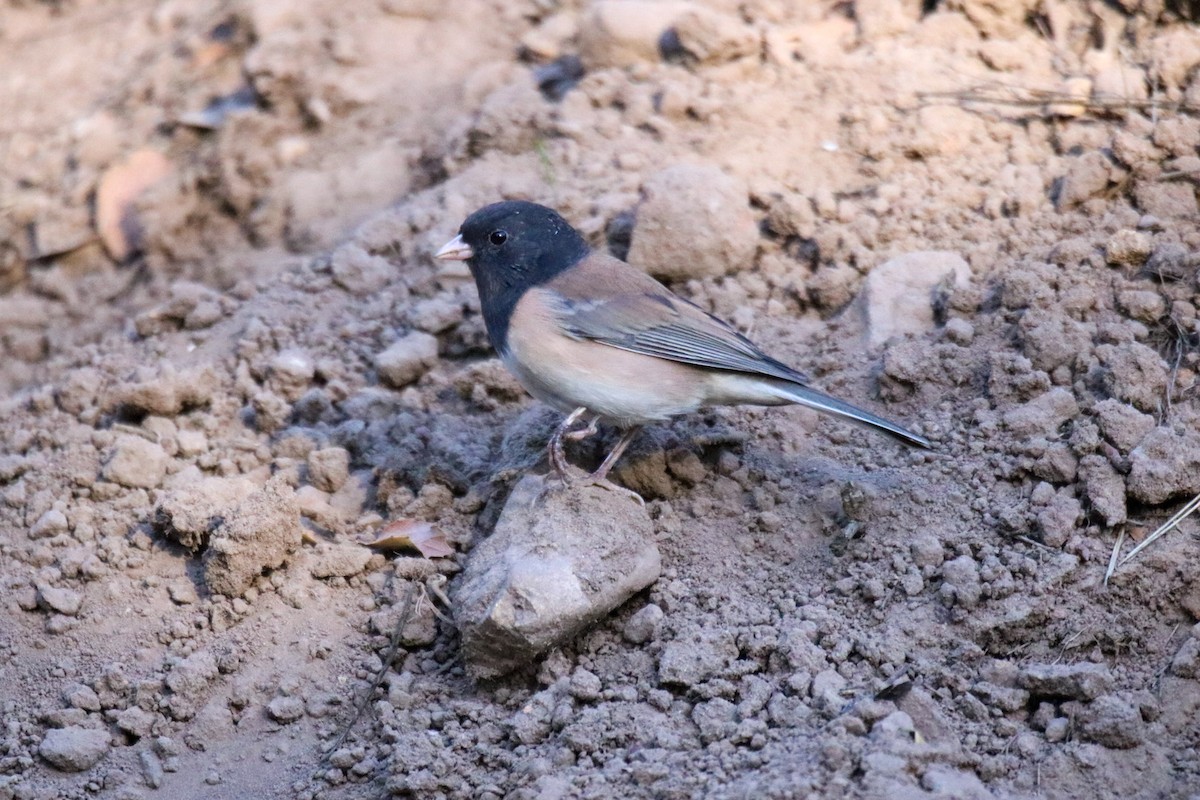 Dark-eyed Junco (Oregon) - ML642948800