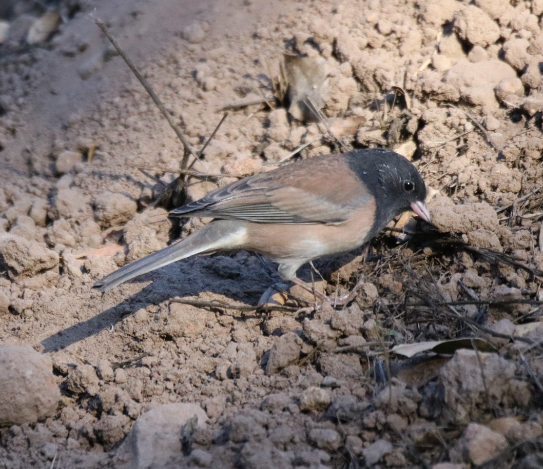 Dark-eyed Junco (Oregon) - ML642948801