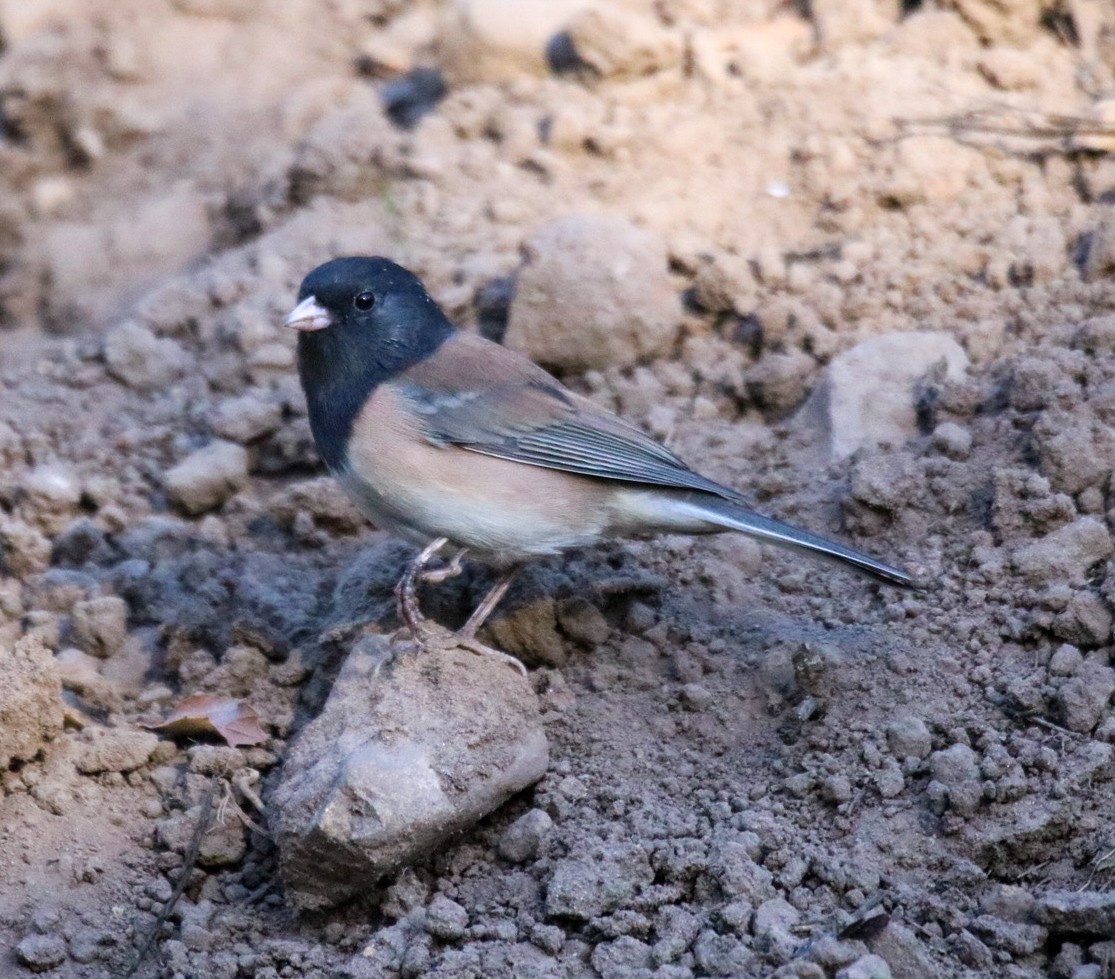 Dark-eyed Junco (Oregon) - ML642948802