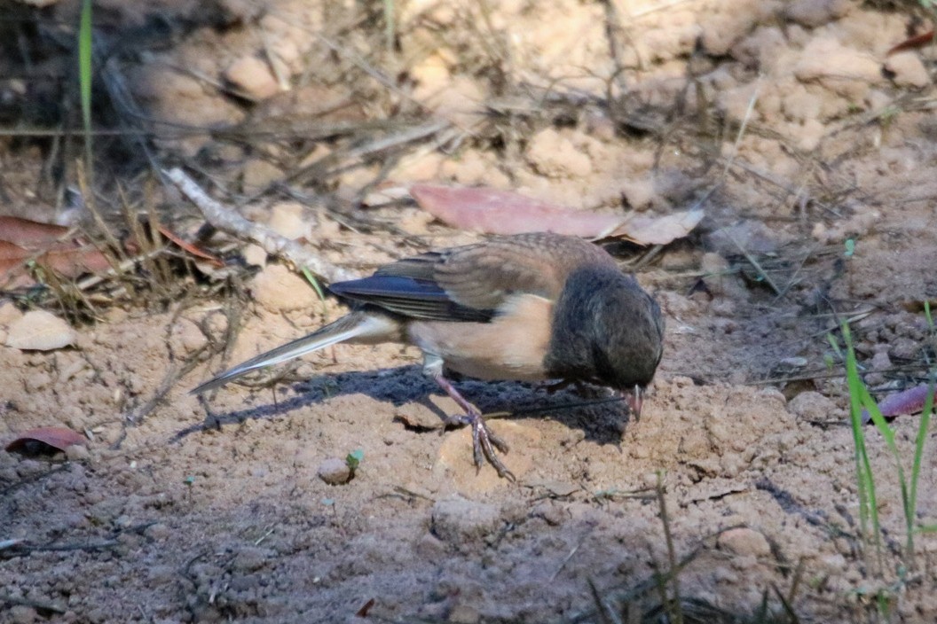 Dark-eyed Junco (Oregon) - ML642948803