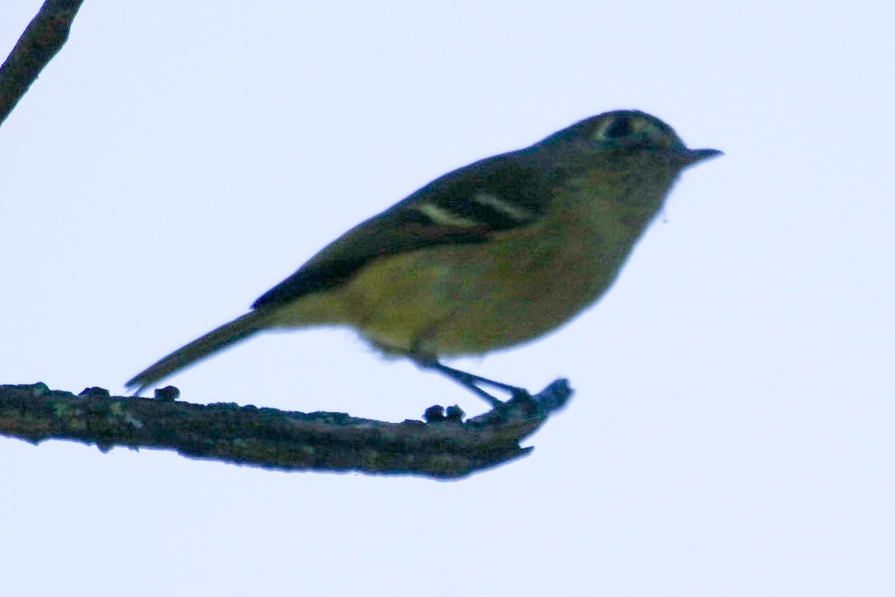 Hutton's Vireo - ML642948834