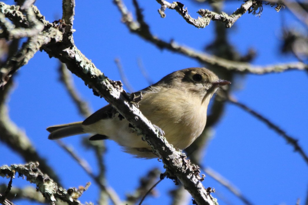 Hutton's Vireo - ML642948835