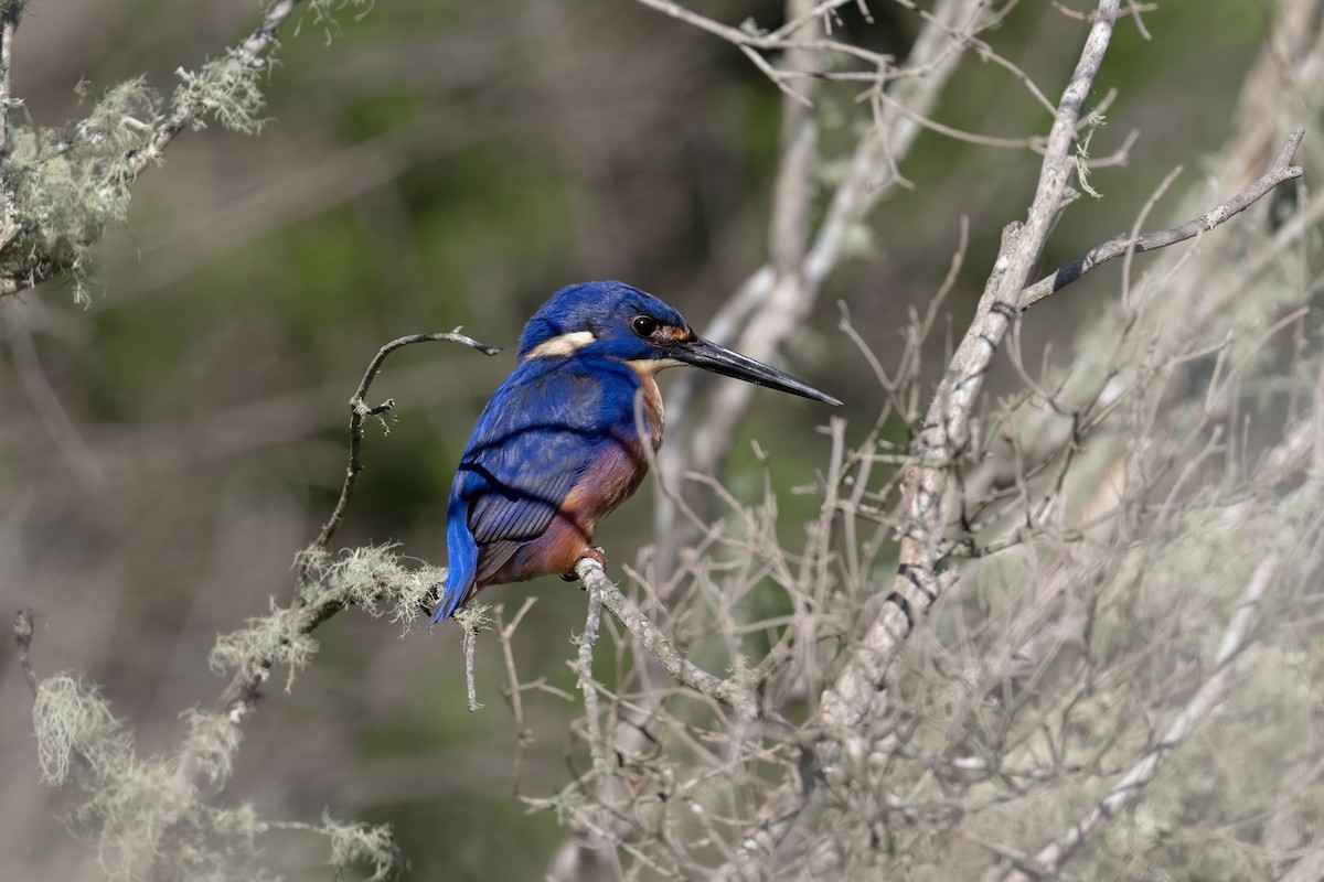 Azure Kingfisher - ML642948842