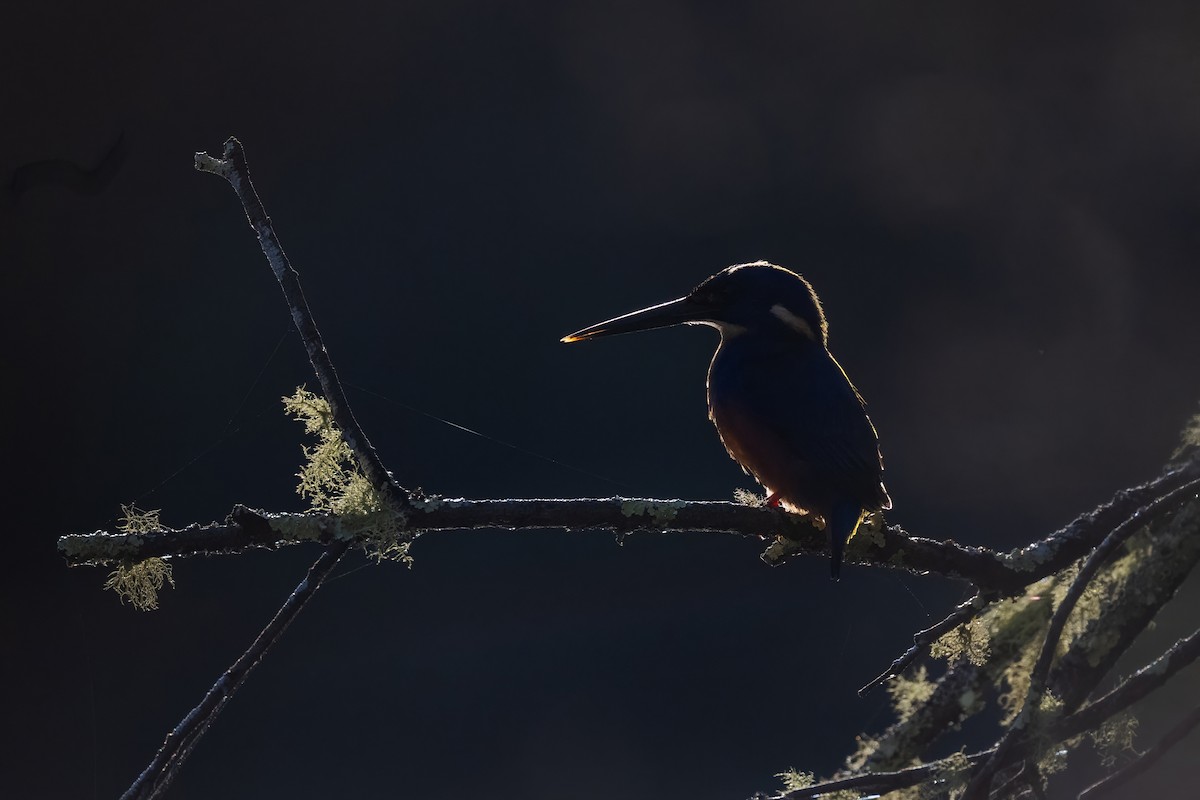 Azure Kingfisher - ML642948860
