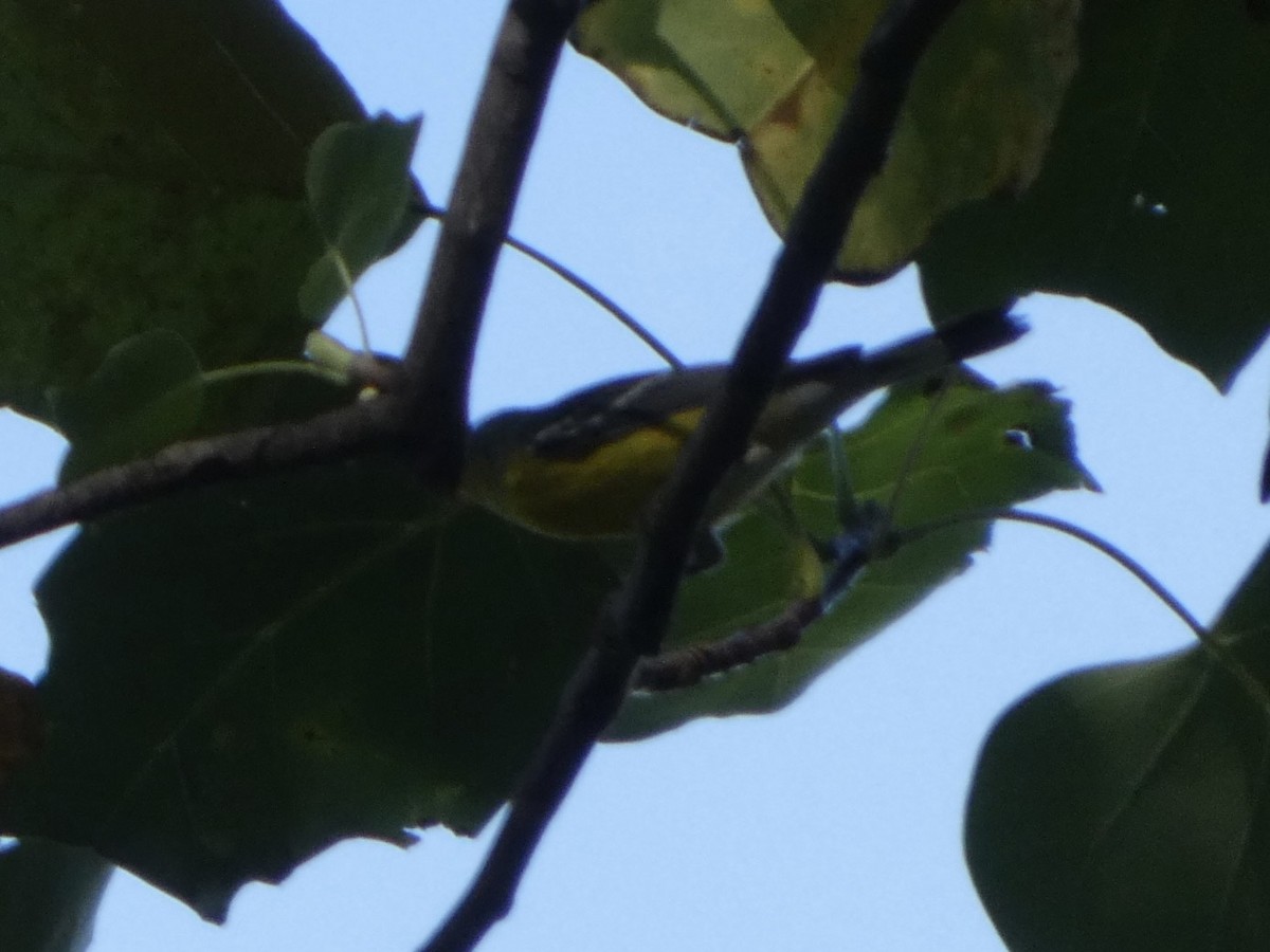 Magnolia Warbler - ML642948864