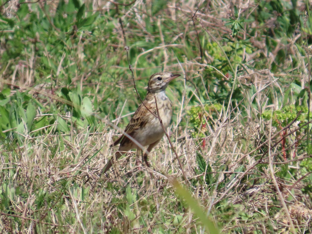 Australian Pipit - ML642948867