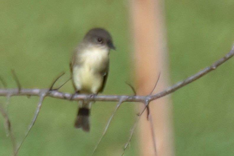 Eastern Phoebe - ML642948872