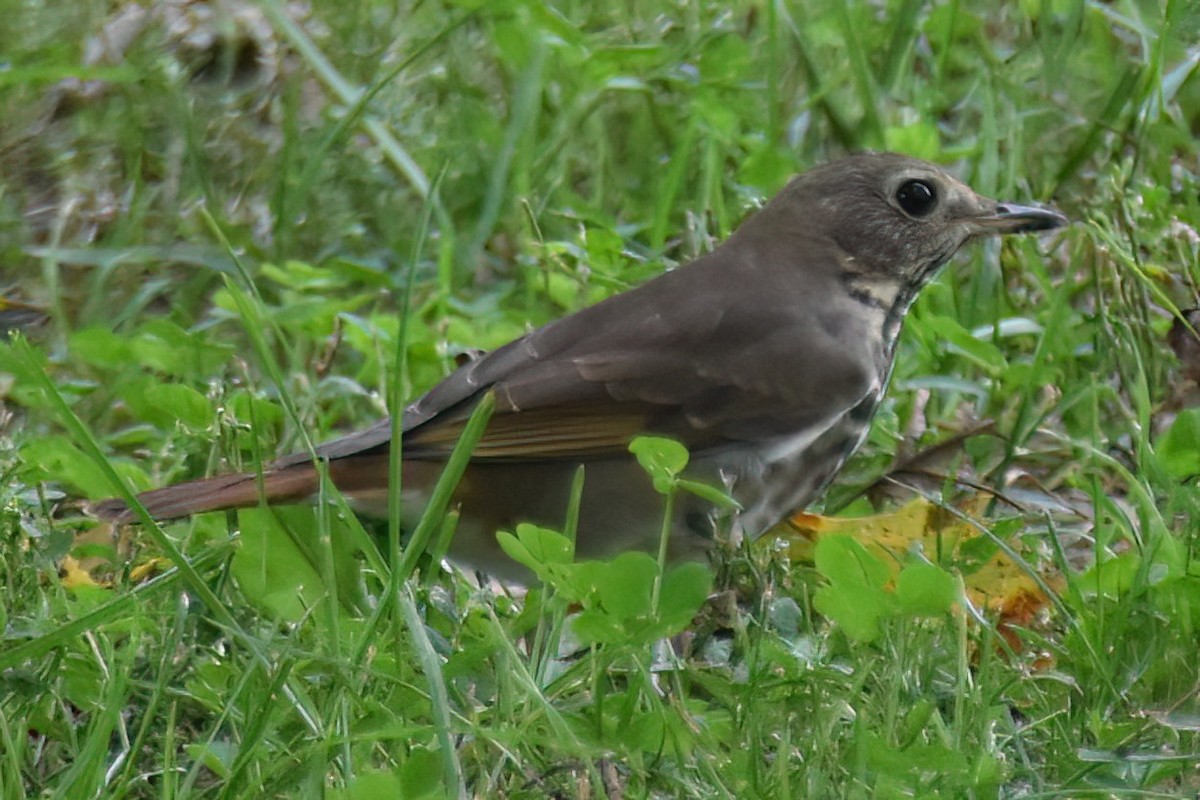 Hermit Thrush - ML642948879