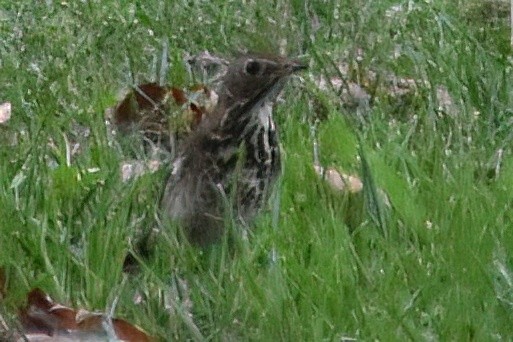Hermit Thrush - ML642948883