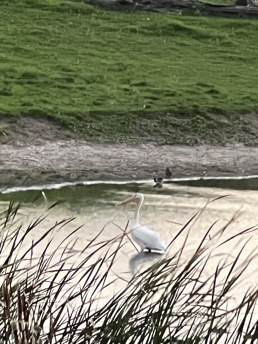 American White Pelican - ML642948888