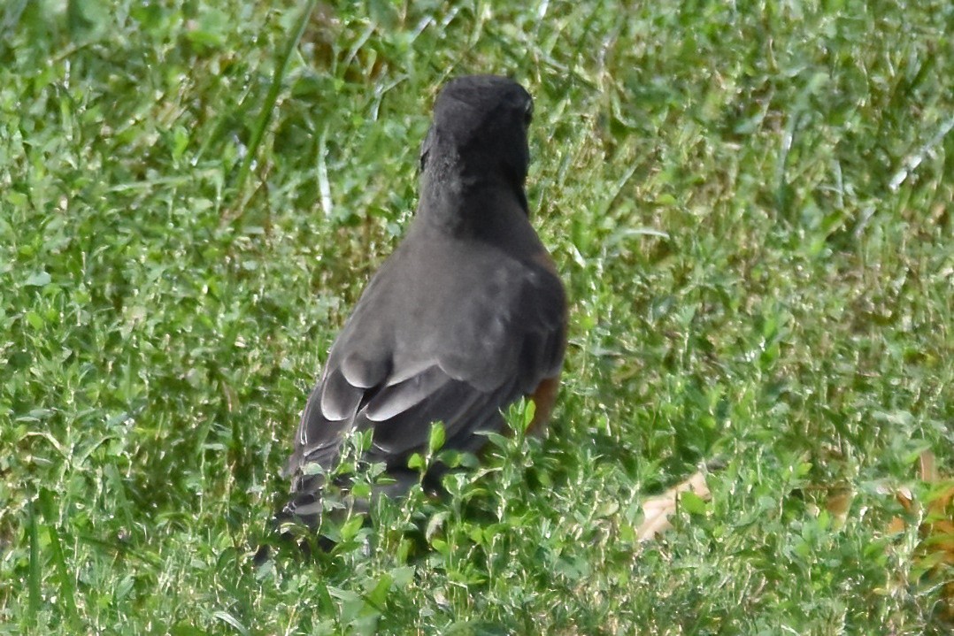 American Robin - ML642948895