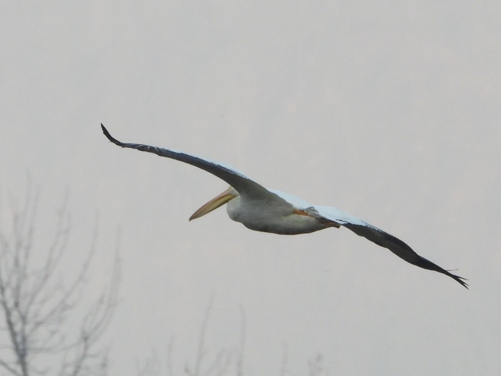 American White Pelican - ML642948907