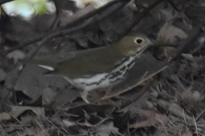 Ovenbird - ML642948910