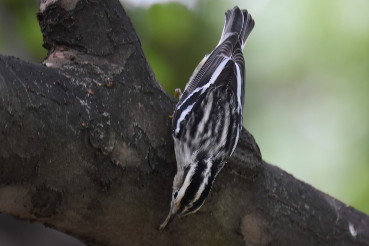 Black-and-white Warbler - ML642948913