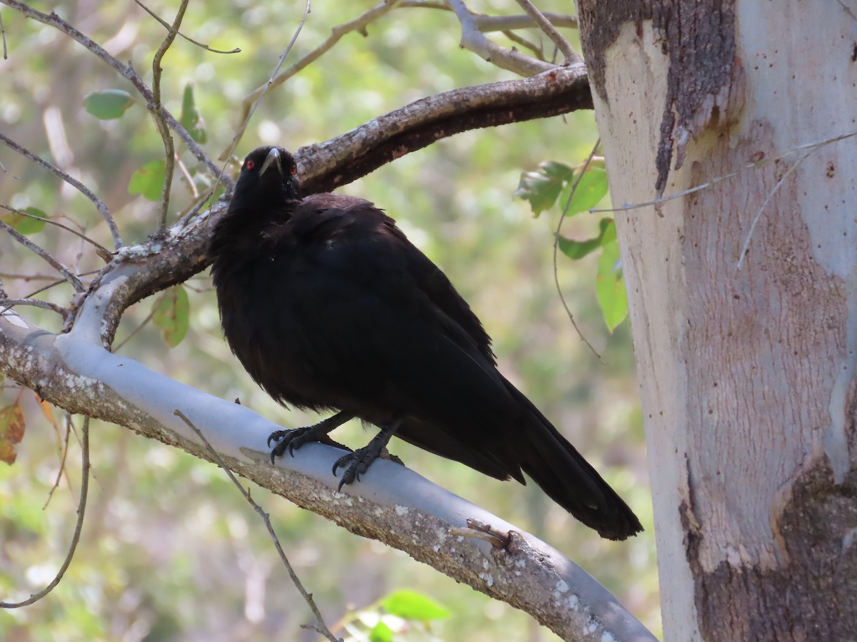 White-winged Chough - ML642948915