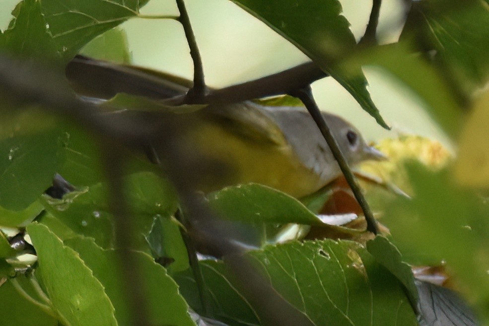 Nashville Warbler - ML642948920