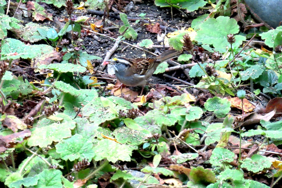 White-throated Sparrow - ML642948922