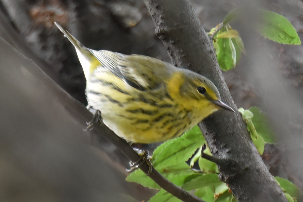 Cape May Warbler - ML642948923