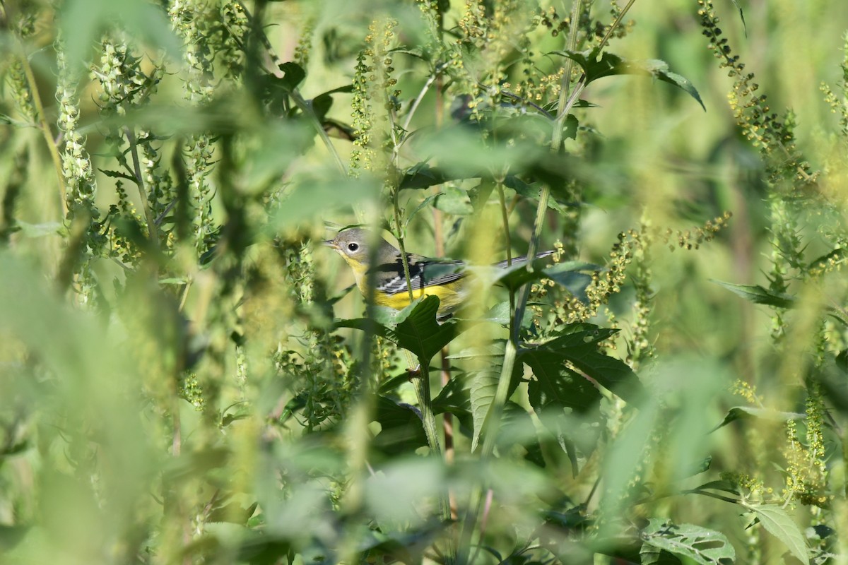 Magnolia Warbler - ML642948924