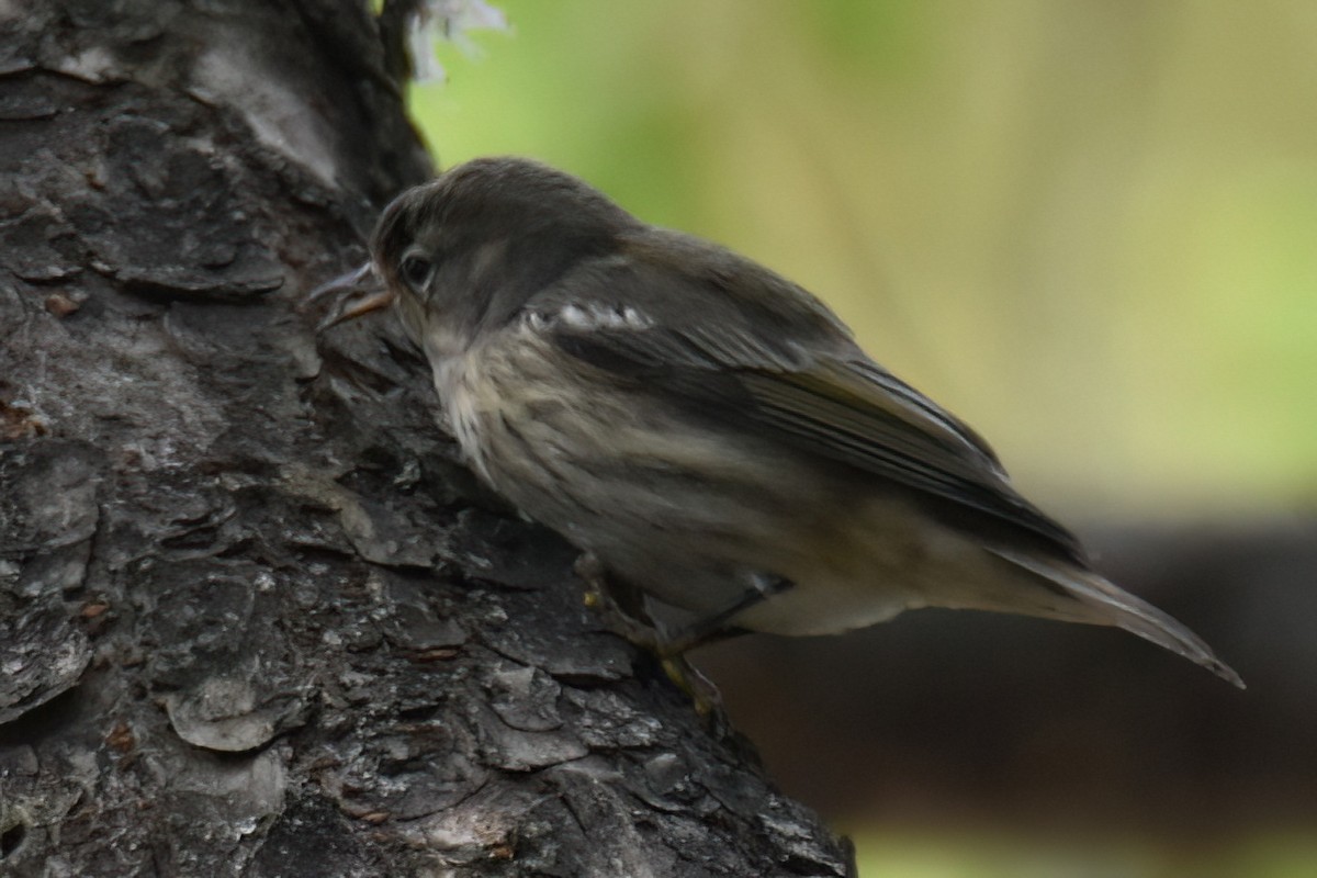 Cape May Warbler - ML642948925