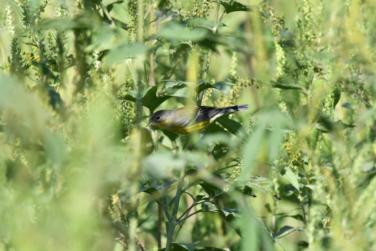 Magnolia Warbler - ML642948926