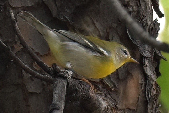 Northern Parula - ML642948931