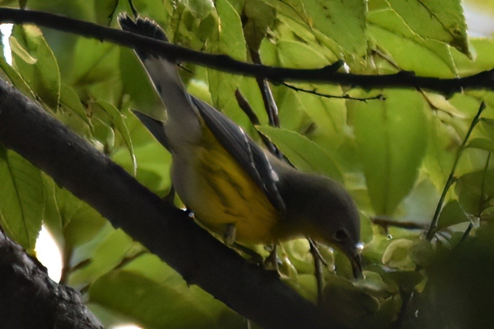 Magnolia Warbler - ML642948935