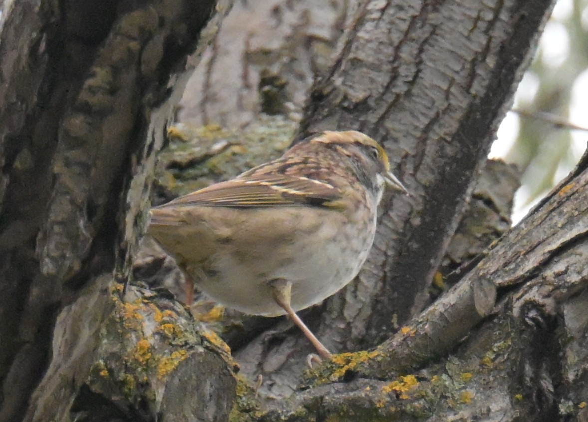 White-throated Sparrow - ML642948938