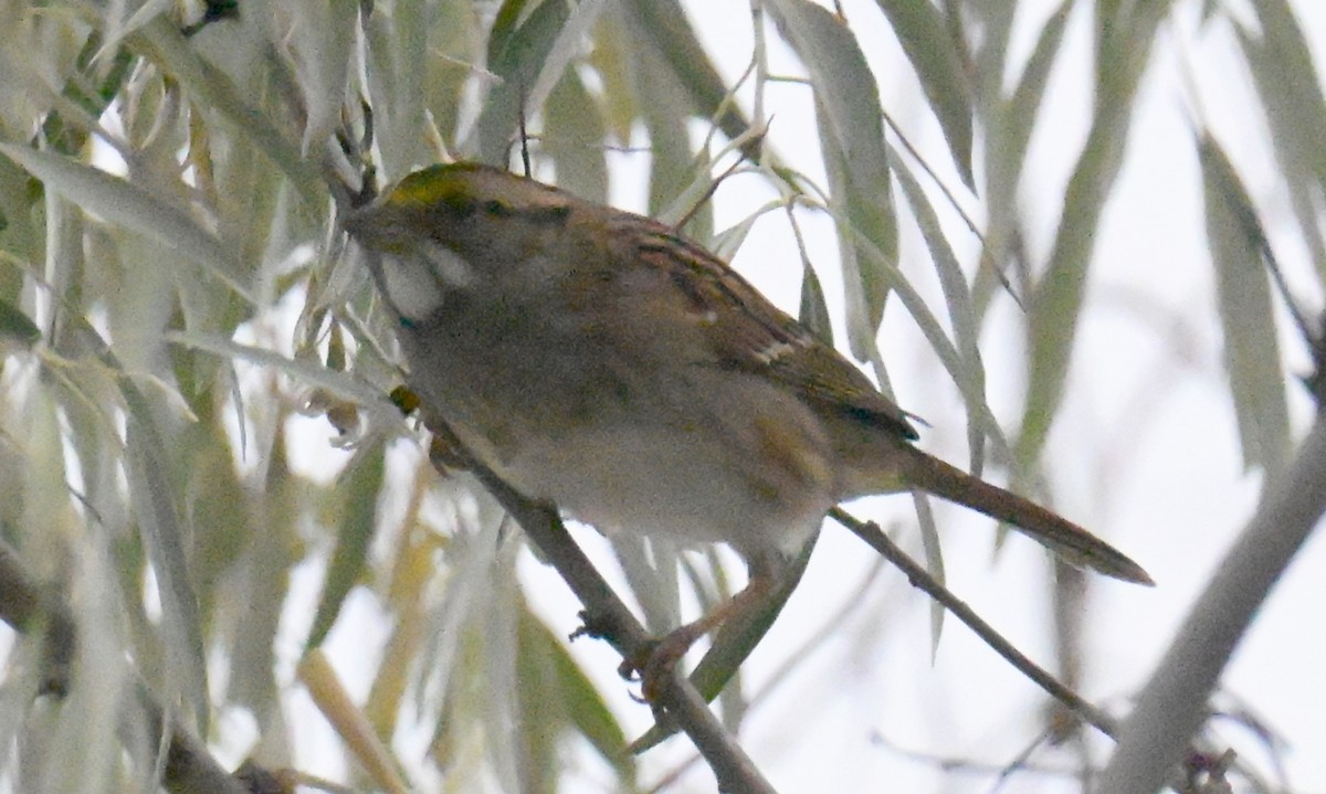 White-throated Sparrow - ML642948939