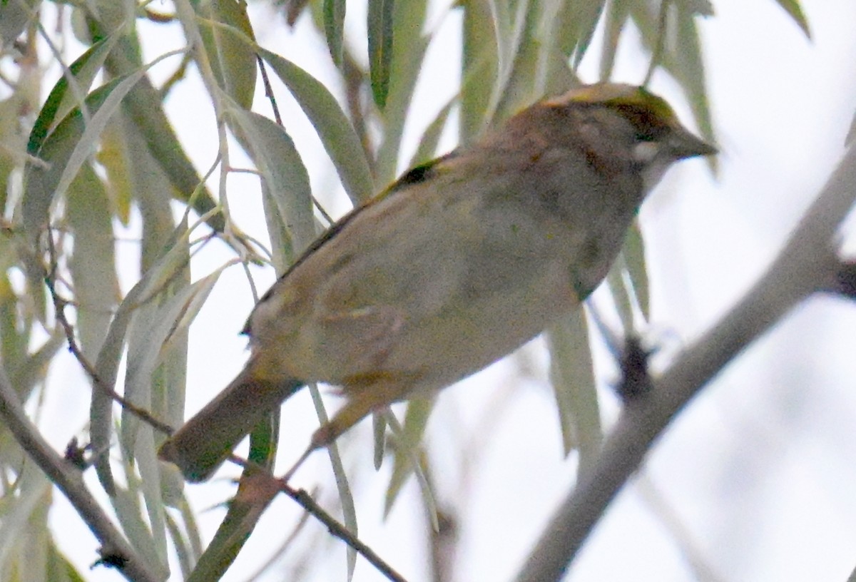 White-throated Sparrow - ML642948940