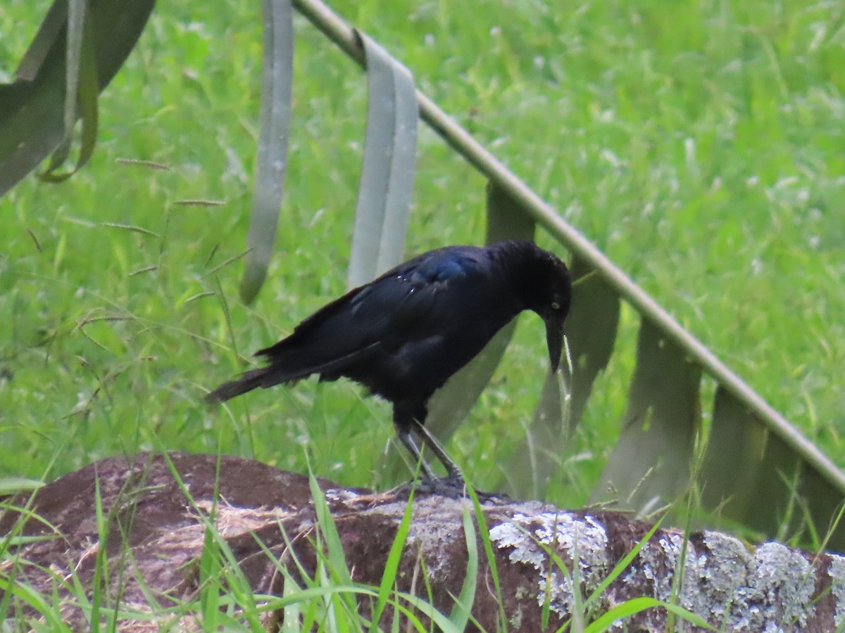 Great-tailed Grackle - ML642948942
