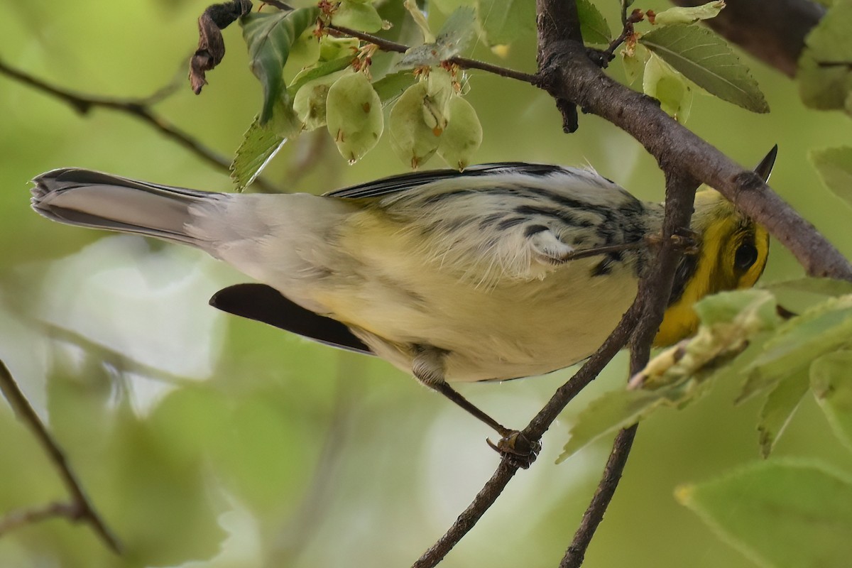 Black-throated Green Warbler - ML642948943