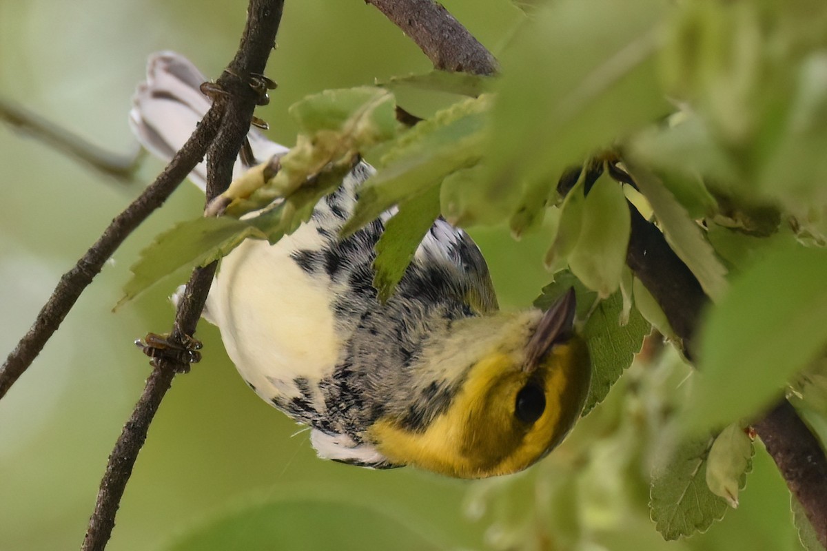 Black-throated Green Warbler - ML642948946