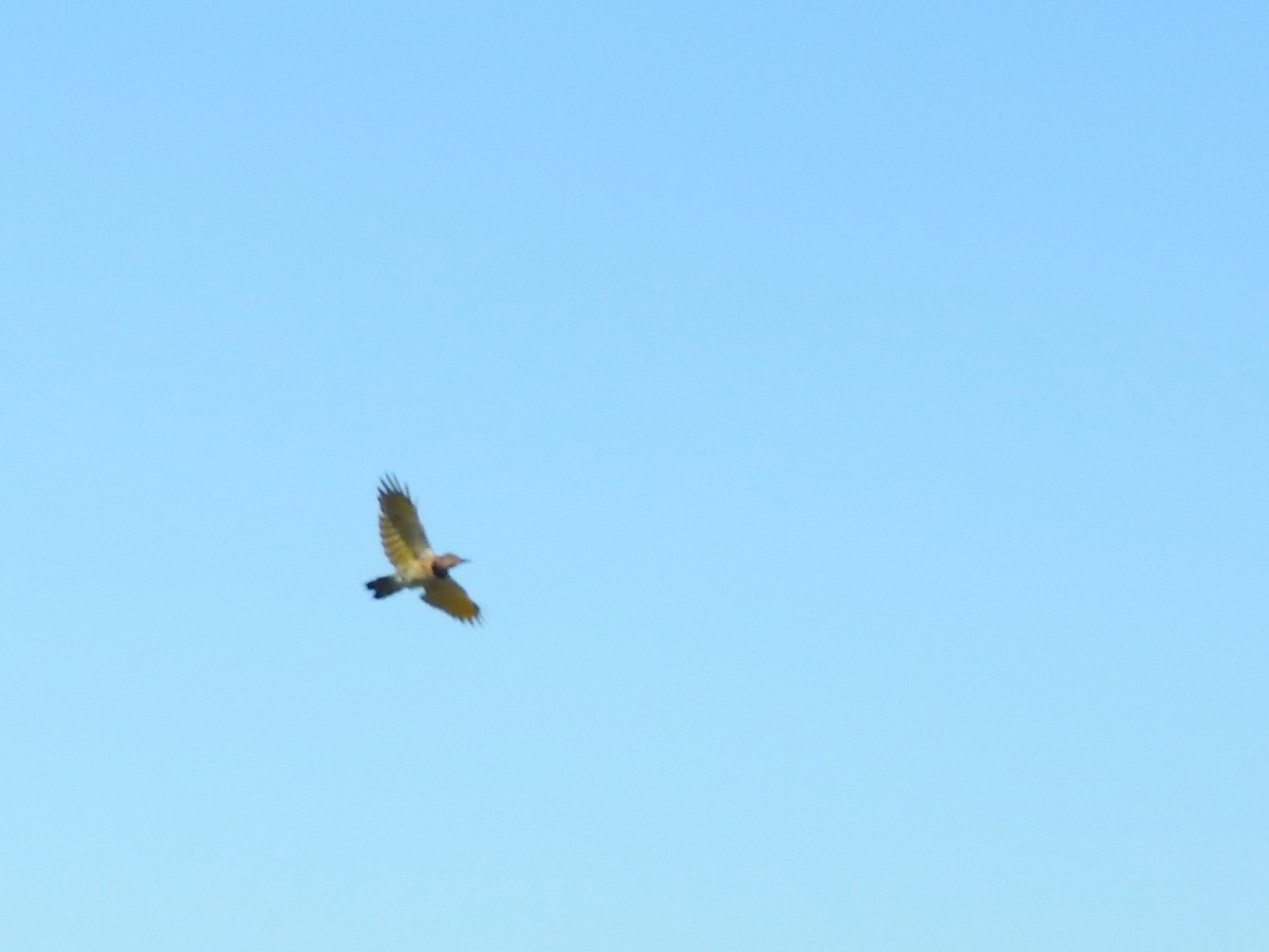 Northern Flicker - ML642948961
