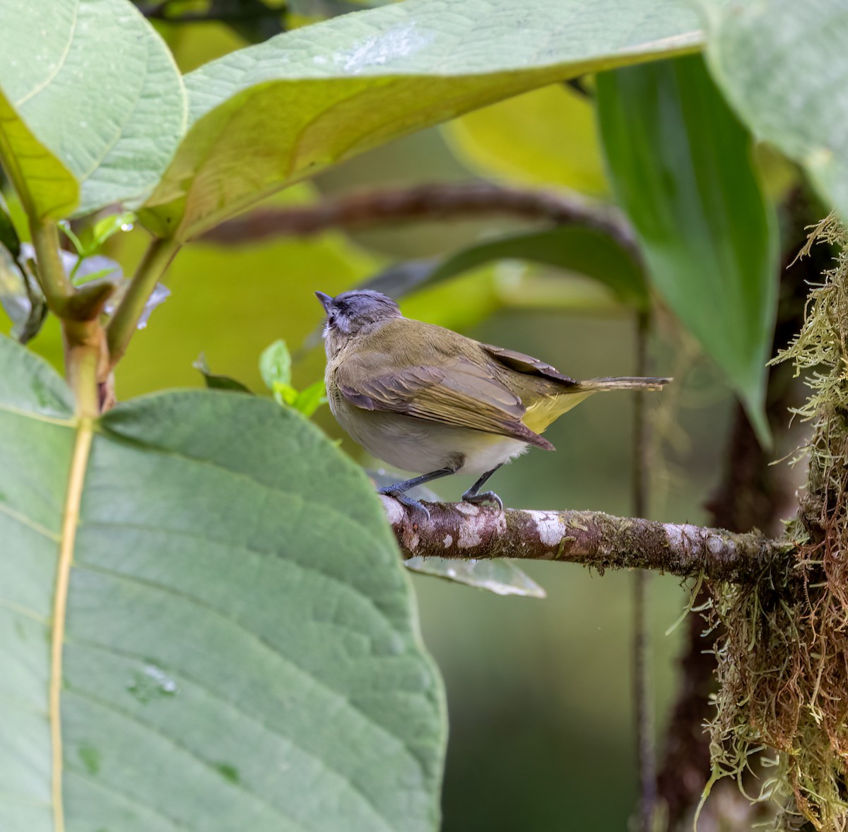 brunøyevireo - ML642948964