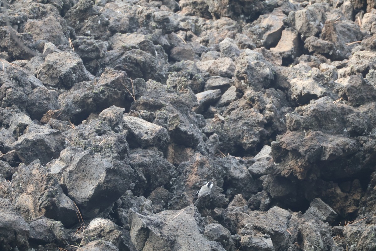 Mountain Chickadee - ML642948966