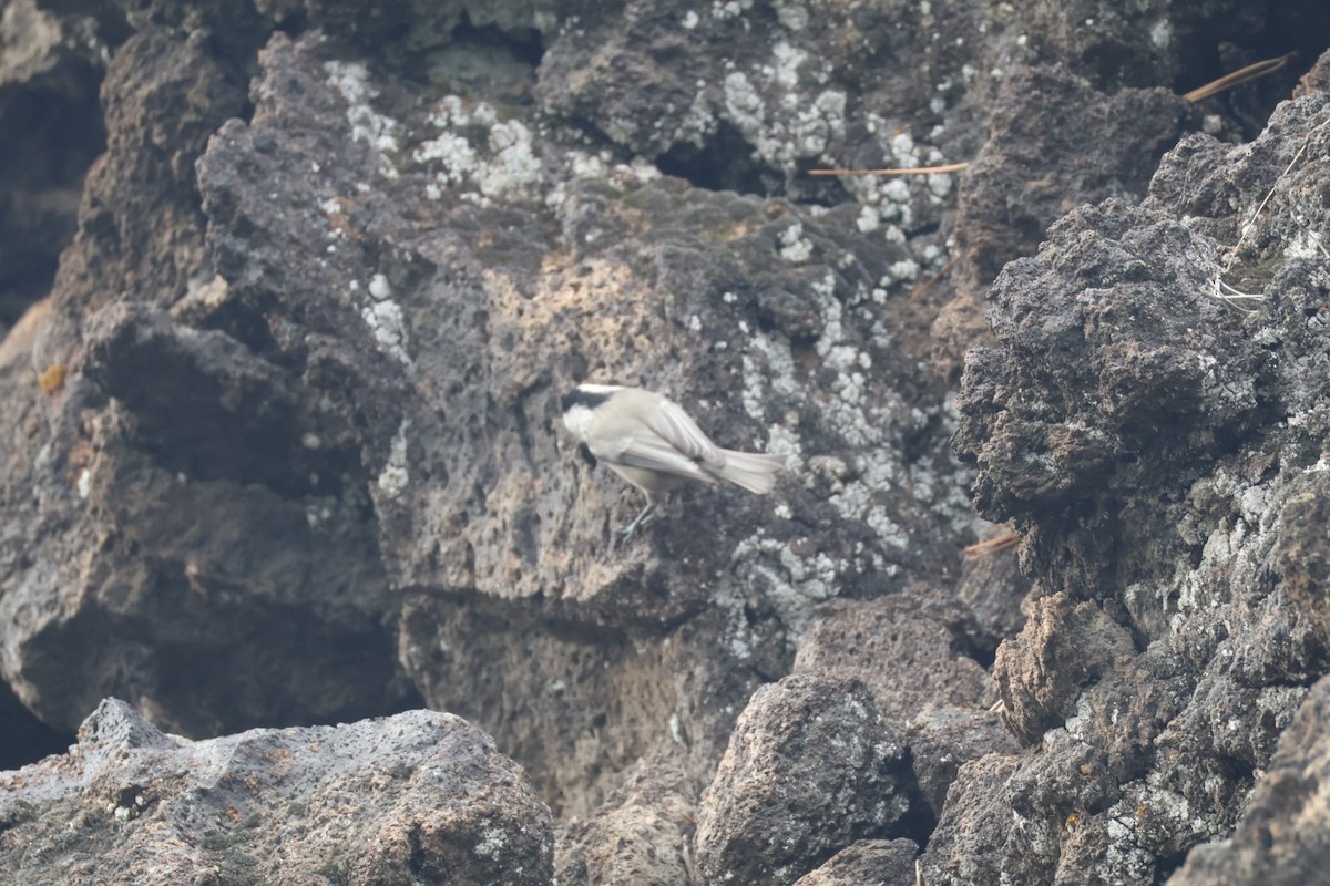 Mountain Chickadee - ML642948967
