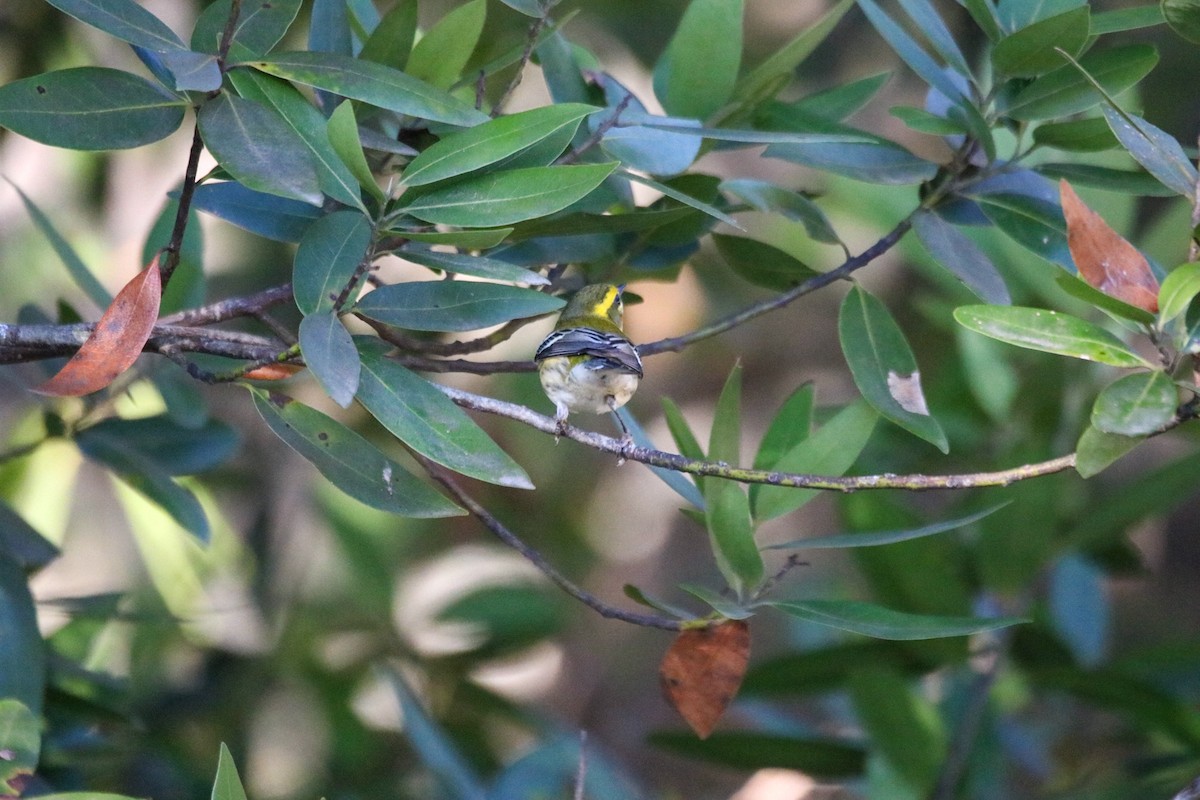 Paruline de Townsend - ML642948974