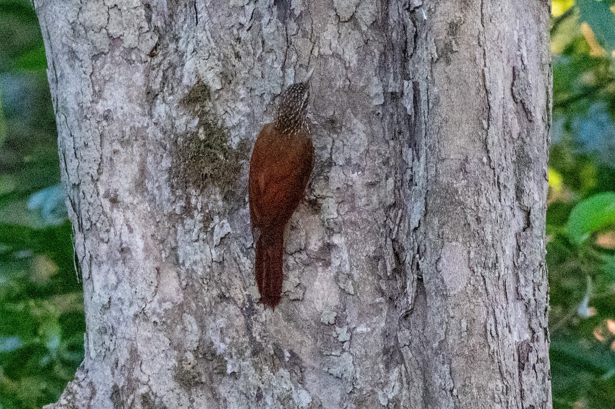 Straight-billed Woodcreeper - ML642948975