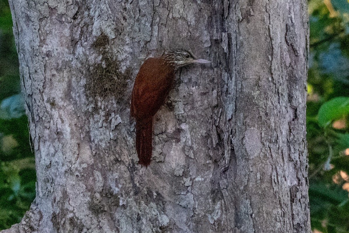 Straight-billed Woodcreeper - ML642948976