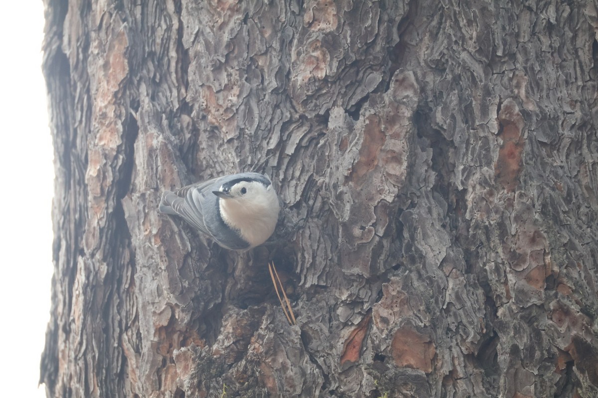 White-breasted Nuthatch - ML642948981