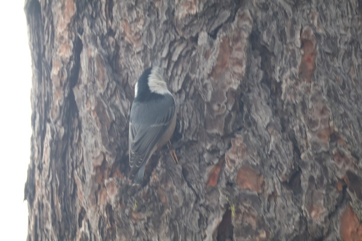White-breasted Nuthatch - ML642948982