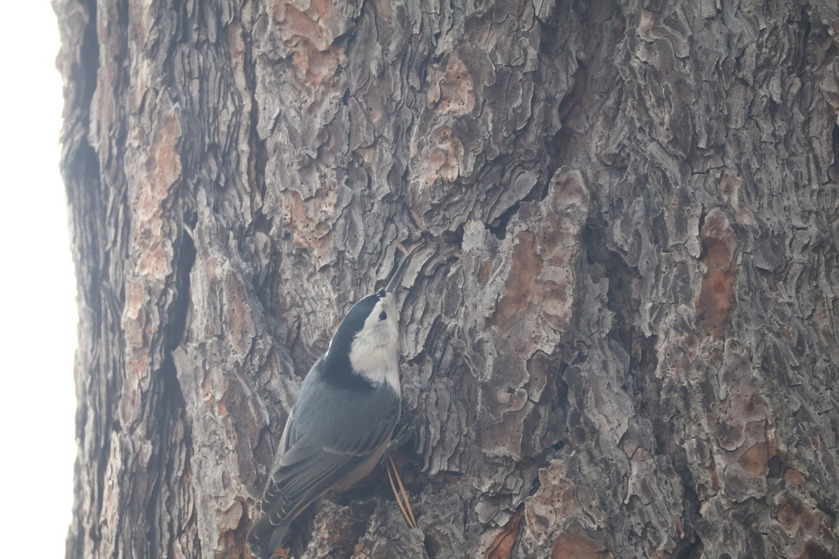 White-breasted Nuthatch - ML642948983