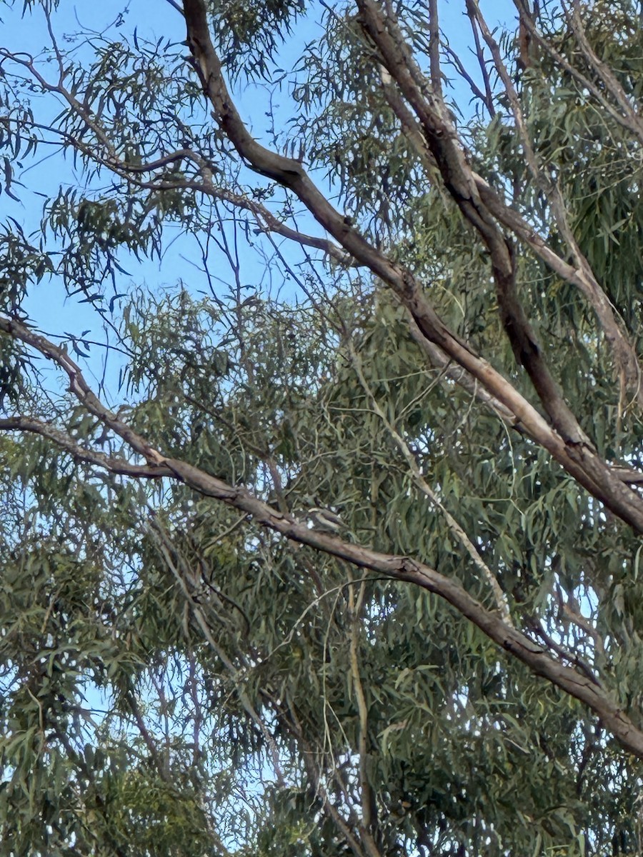 Common Woodshrike - ML642948988
