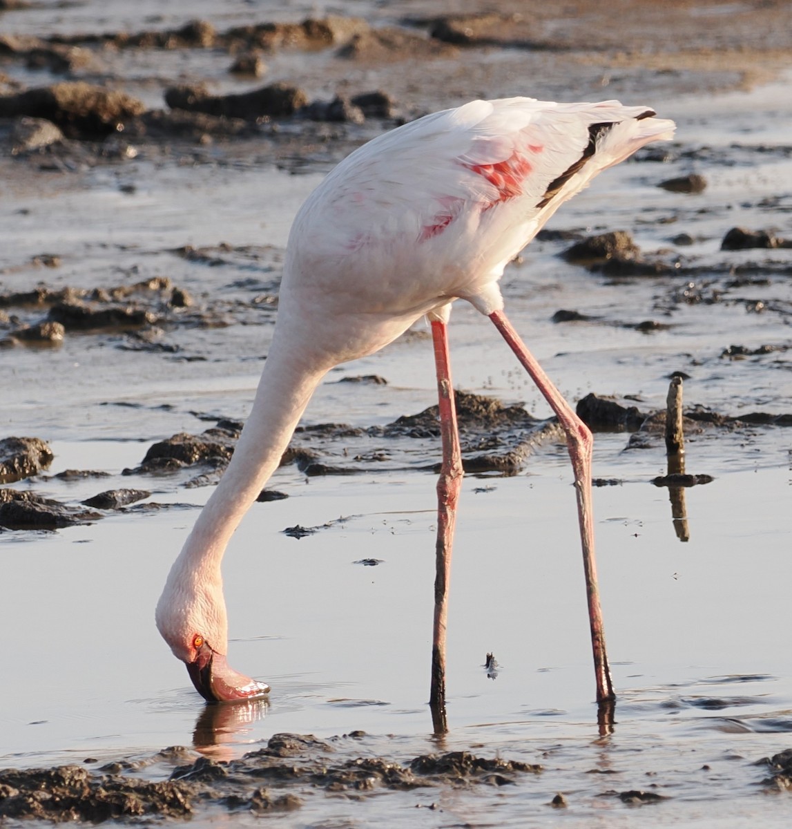 Lesser Flamingo - ML642948991